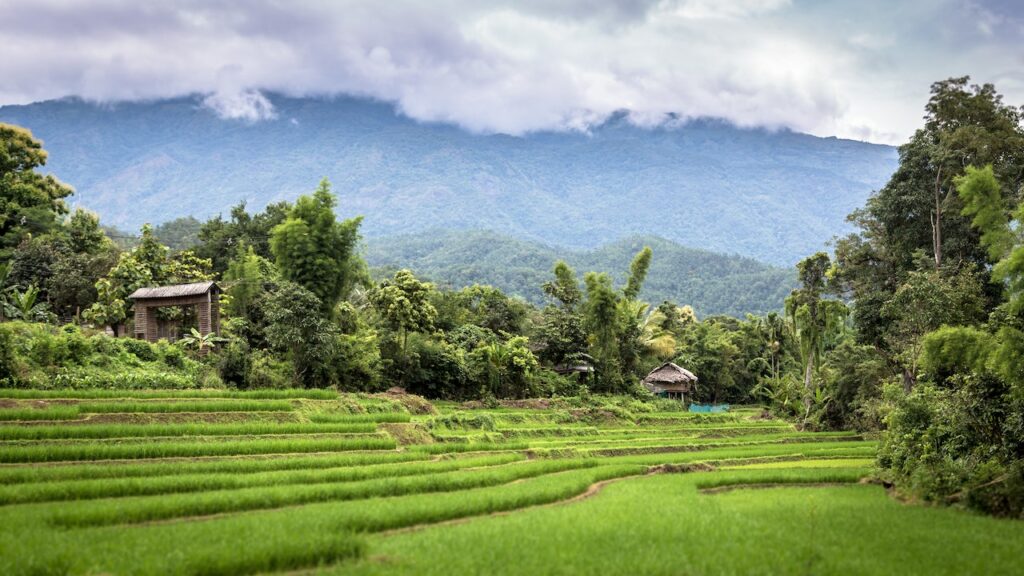 Regenzeit in Thailand - Reisfelder in Nordthailand
