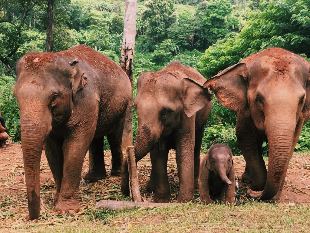 thailand-tiere-elefanten