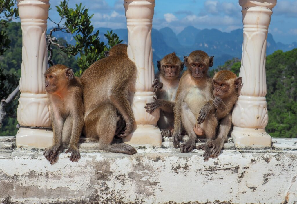 thailand-tiere-makaken
