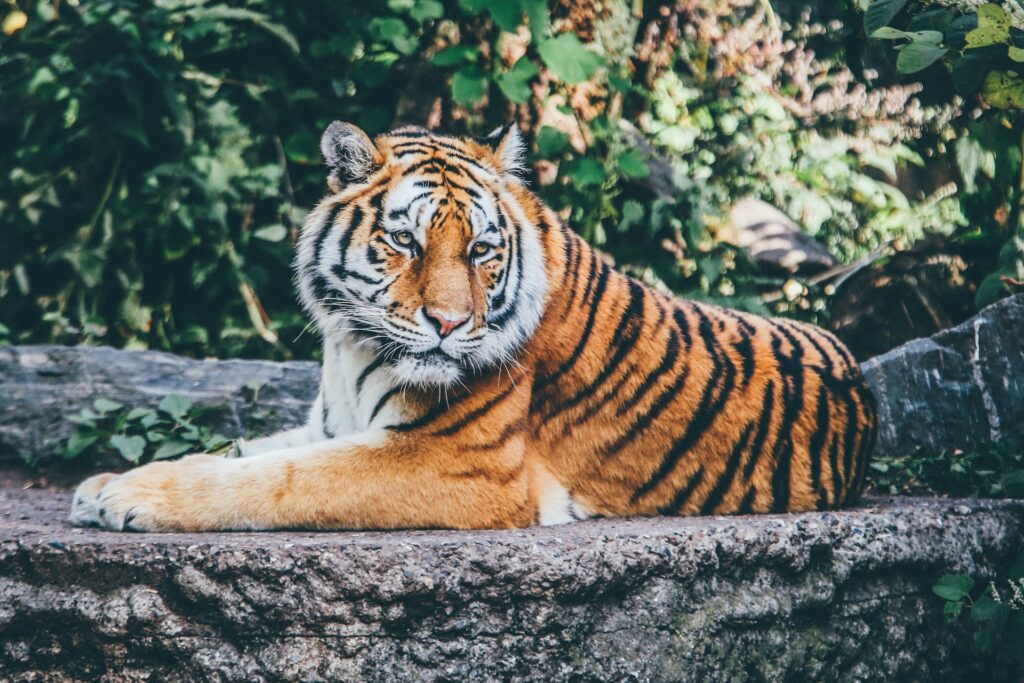thailand-tiere-tiger