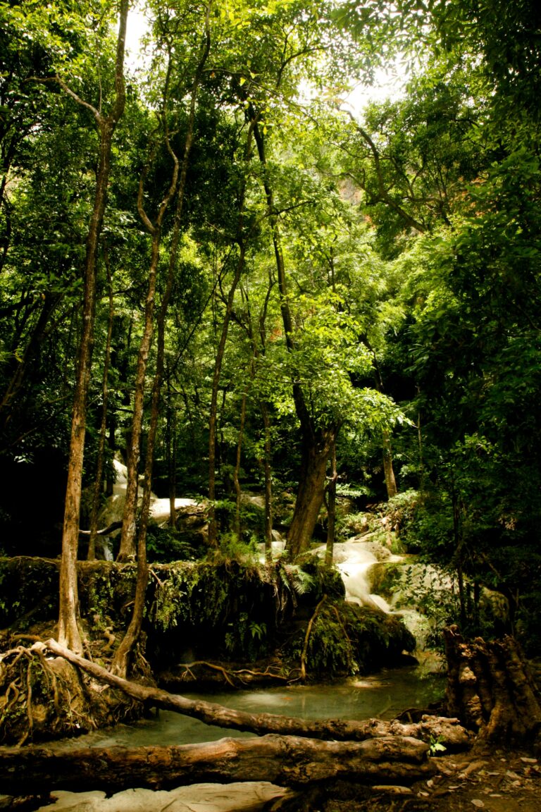 Dschungel Thailand